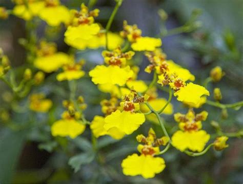 文心蘭開花時間|文心蘭【各蘭屬栽培方法 栽培與照顧】